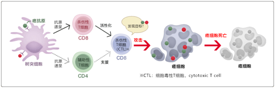 樹(shù)突細(xì)胞疫苗療法