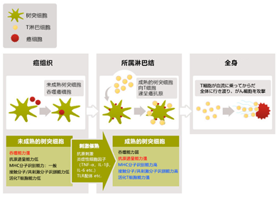 樹(shù)突細(xì)胞成長(zhǎng)過(guò)程